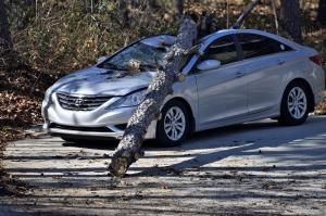 fallen tree branch on car fallen tree branch on car